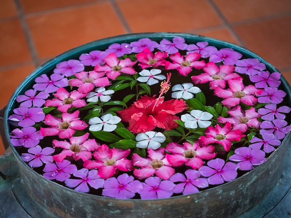 Asia-Vietnam-Mui Ne Red-white-pink-and purple flowers floating in a bowl of water art print by Merrill Images for $57.95 CAD
